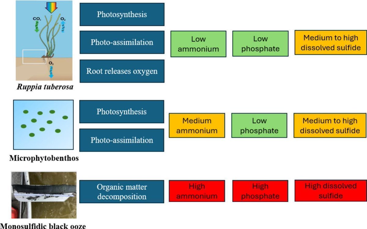 Glad to see this new paper on sediment nutrient cycling in the Coorong (using  passive hydrogel [DGT/DET] samplers) out today. Great work, Leslie &amp; team!

authors.elsevier.com/c/1kgO6,asiDgsc