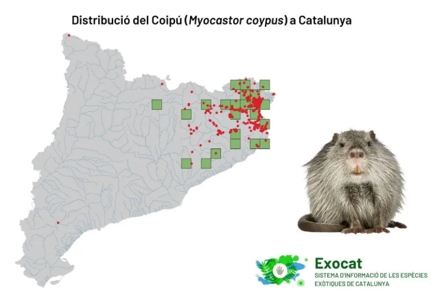 CREAF (@creaf_ecologia) on Twitter photo NOVETAT🚨 La invasió del coipú ja pica a la porta de la regió metropolitana de #Barcelona 🦫💥 Aquest és el mapa de les localitats afectades extret de l'EXOCAT, un projecte que coordinem des del CREAF amb suport <a href="/transicioeco/">Transició Ecològica</a>.
Ara parlem de l'#animal, som-hi 🧵 NOVETAT🚨 La invasió del coipú ja pica a la porta de la regió metropolitana de #Barcelona 🦫💥 Aquest és el mapa de les localitats afectades extret de l'EXOCAT, un projecte que coordinem des del CREAF amb suport <a href="/transicioeco/">Transició Ecològica</a>.
Ara parlem de l'#animal, som-hi 🧵