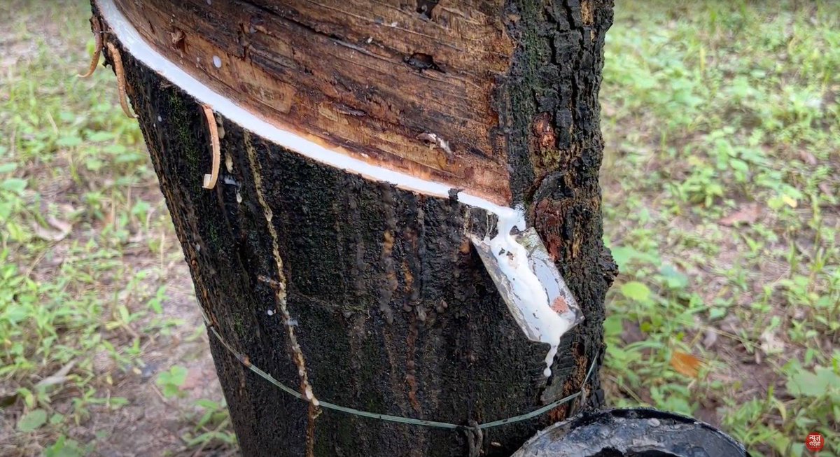 PotliNews's tweet image. ये किस चीज का पेड़ है?

#quiz #knowledgetest #newspotli