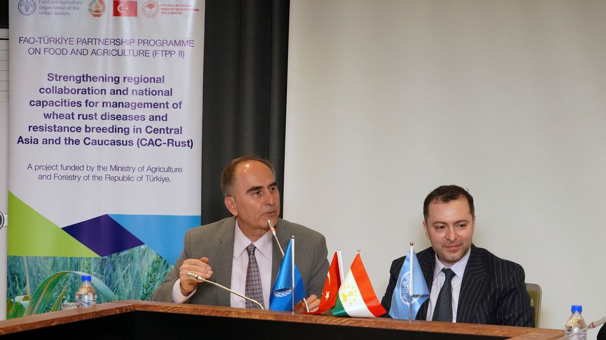 FAOinTajikistan's tweet photo. FAO held a 3-day workshop in 🇹🇯 on combatting wheat rust within a project funded by the FAO-Türkiye partnership programme.🌱Experts focused on developing strategies for prevention, &amp; management of the disease, &amp; breeding rust-resistant wheat. #WheatRust #SustainableFarming 🌍👩‍🌾 https://t.co/PyzQbIJDy8