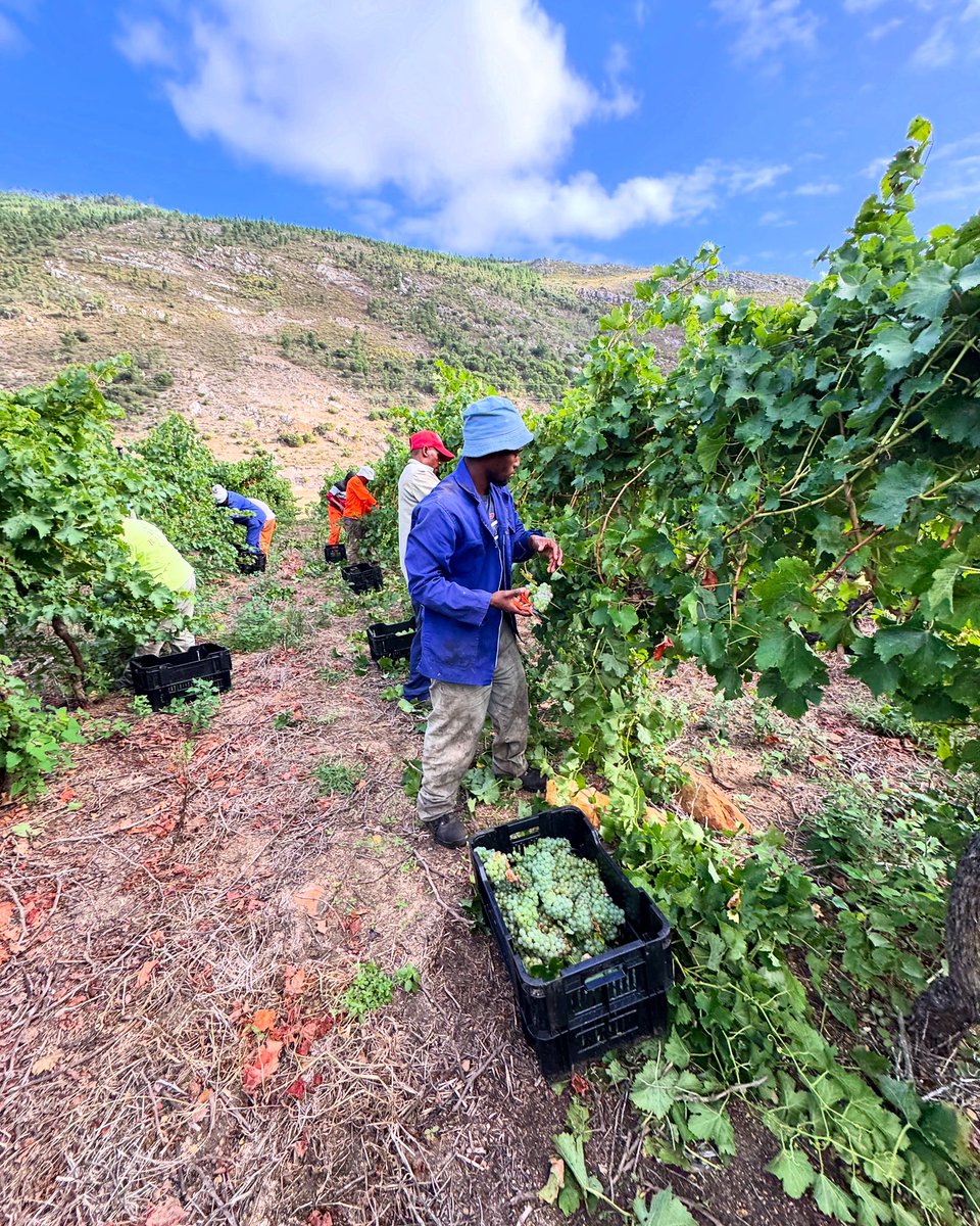 Our Sauvignon Blanc still coming steadily into the cellar and all is looking very good 🍇

#rakawine #visitstanford #winelovers #coolclimatewines #SAwine #kleinriver #Overberg #SAWineHarvestSeason2025 #SAWineHarvest #WineHarvest2025 #harvest2025