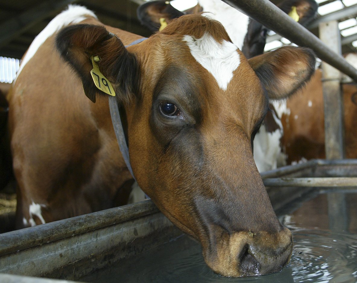 GoNaturalEd's tweet image. 🐂"Cows take in water, they hold that water, and they put it back into the soil. So if anyone’s looking at water estimates for ruminants, they’re grossly overestimated." - Dr. Paul Saladino 💧bit.ly/4gSU4TZ #cows #catle #water #waterusage #farms