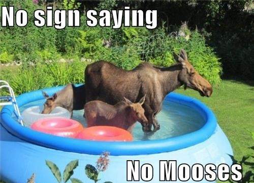 hypermoose_sol's tweet photo. Mooses everywere😆 https://t.co/9VogcZM7i4