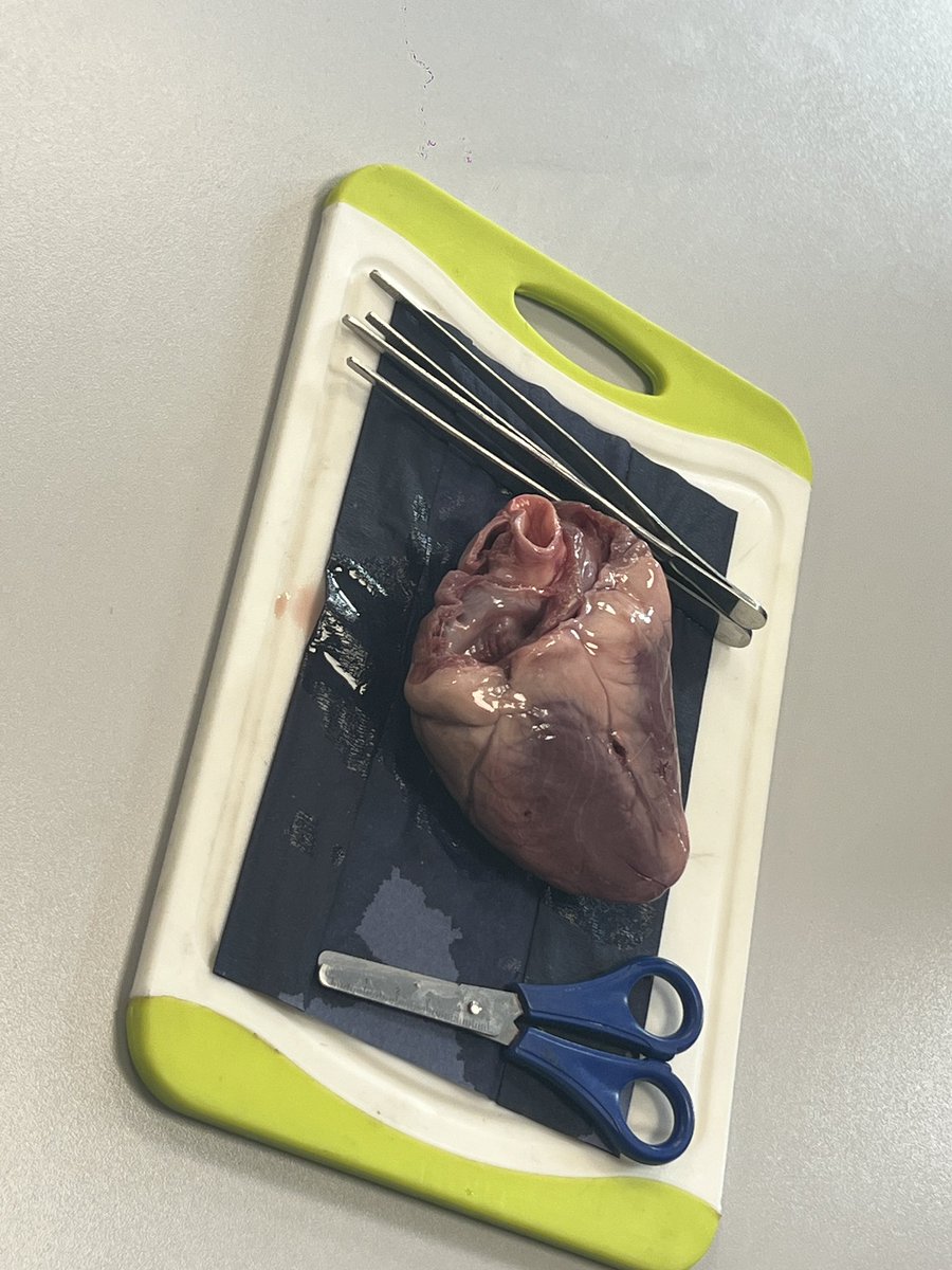 Y6 Amanda Gorman have had an amazing immersion into their new topic thanks to Luke from <a href="/hands_science/">Hands-On-Science</a> - they dissected a lamb heart &amp; can now name all the parts of a heart! 🫀 #MPSScience <a href="/Curriculum_USP/">Curriculum with USP</a> #CarltonEdge