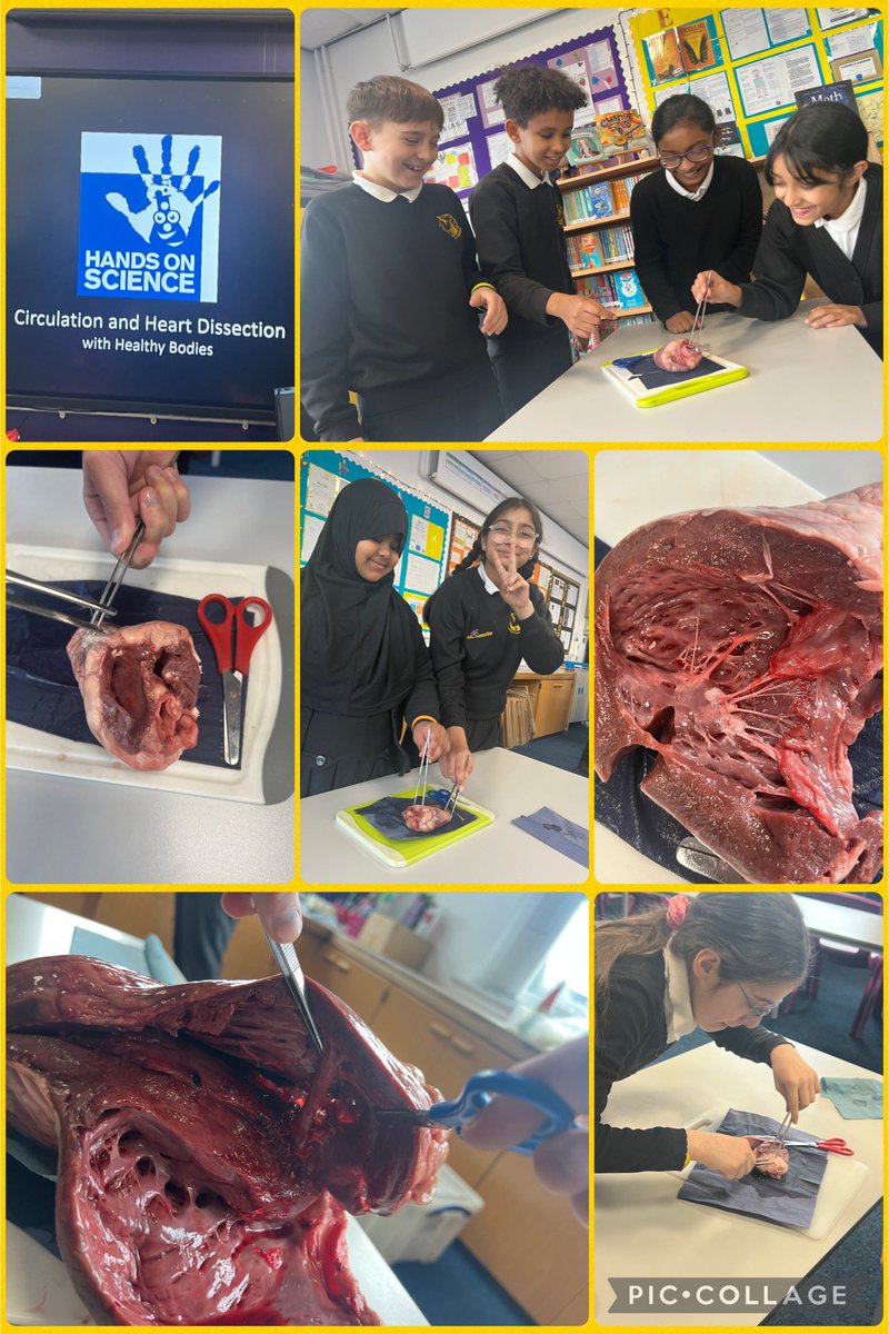 Marshfield Primary tweet media