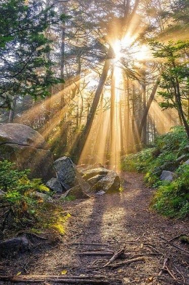 Miércoles..ojalá sea un día "iluminado " para todos..💚🌞😉🌻