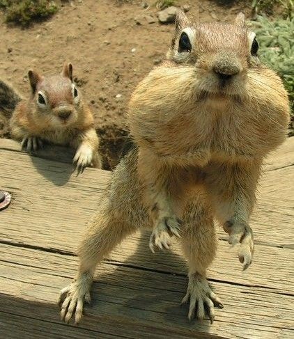 Squirrel Technologies 🥜🐿 tweet media