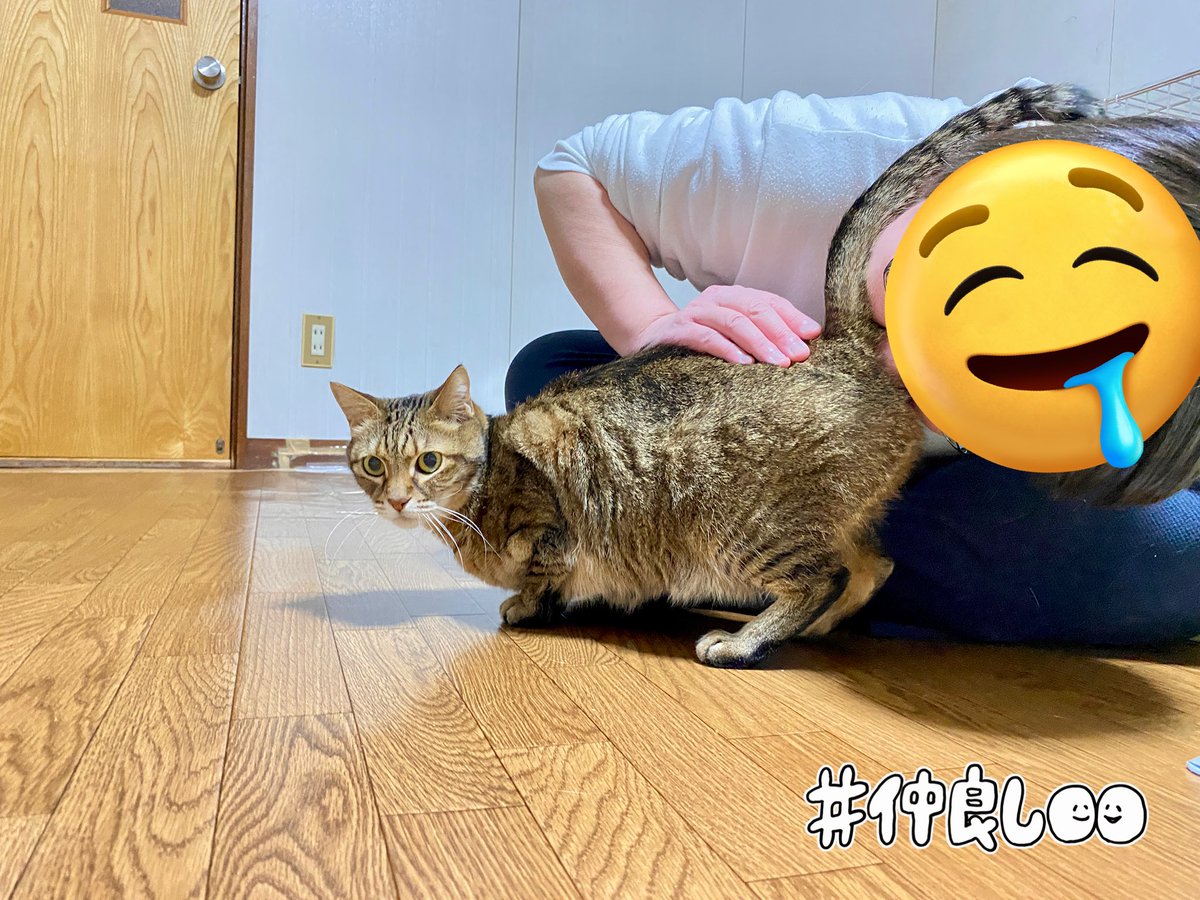 今日のハル　体重3.74kg

猫のお尻って何度も匂いを嗅ぎたくなりますよね？我が家だけでしょうか？

ハルはお尻の匂いを嗅いでと飼い主にお尻を向けてきます。う〜んクセになるなぁ。