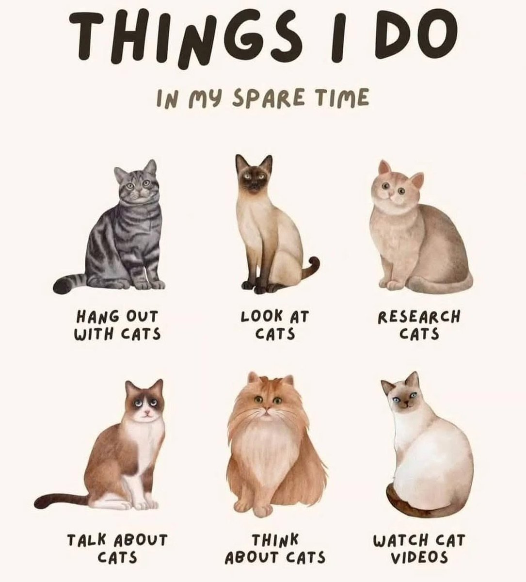 WeAssessCats's tweet photo. https://t.co/rzLo5eYD7K