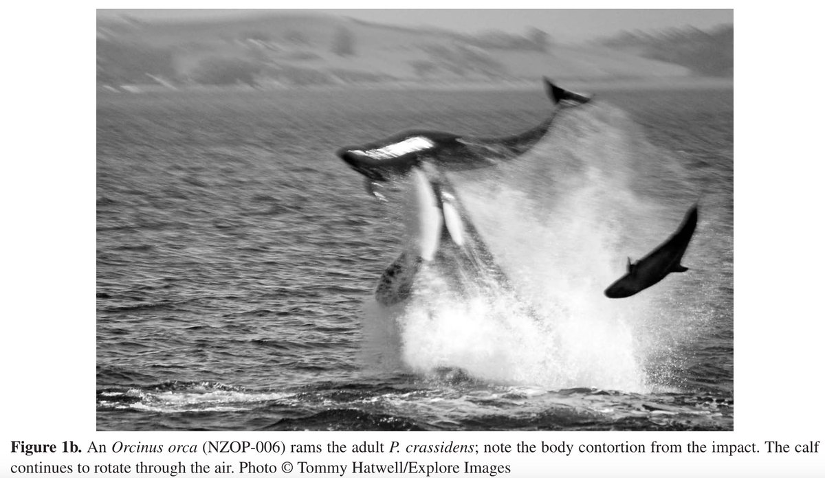 ausar_the's tweet image. I post about animals, alive and extinct, and the insane, often obscure things they do. Often about hunting and fighting.
If that interests you, feel free to follow, I guess.