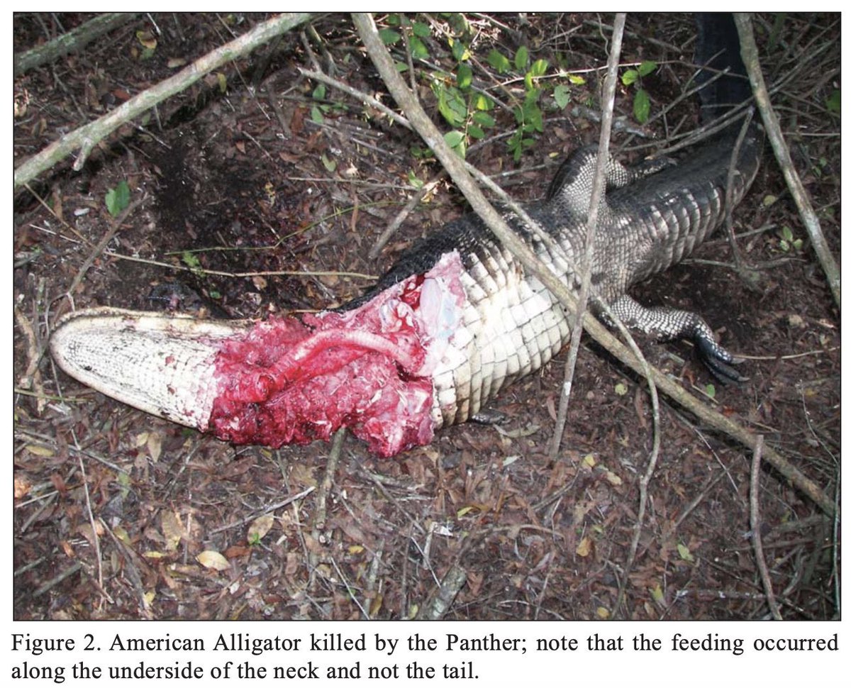 ausar_the's tweet image. I post about animals, alive and extinct, and the insane, often obscure things they do. Often about hunting and fighting.
If that interests you, feel free to follow, I guess.