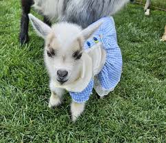 harryasgoats (@hsgoatsdaily) on Twitter photo 