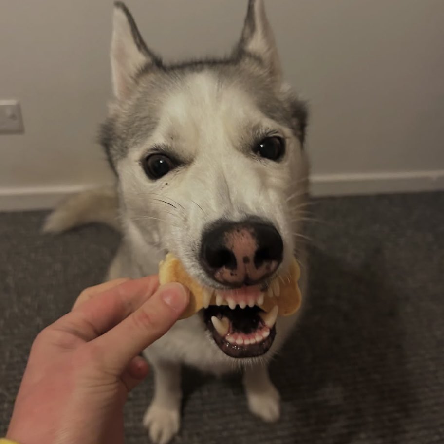 Woofcakes: A Love Story 🐕😍

Treat your dogs to a Fabulous Woofcake today!
.
.
.
#woofcake #dogtreat #welshcake #cardiff #fabulous