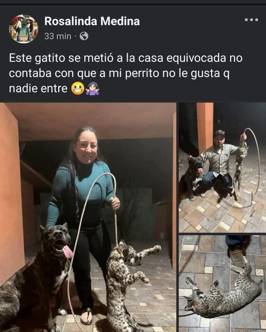 laredcincoradio's tweet image. #VIRAL 🐅 || ¡Indignante! Una mujer presume con orgullo que su perro mató a un felino y lo muestra como una “hazaña” . Usuarios piden a las autoridades bienestar animal investigar y tomar cartas en el asunto. #MaltratoAnimal #AnimalesExóticos