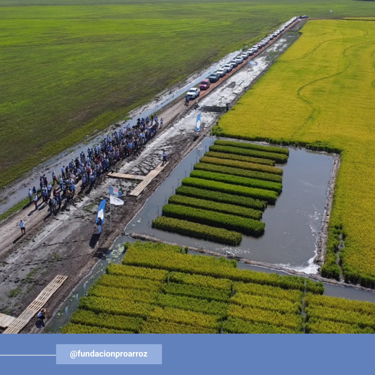 Fund_Proarroz's tweet photo. El viernes pasado, más de 200 apasionados del arroz se reunieron en nuestro campo experimental en San Salvador para participar del Día de Campo de Arroz 2025. Más fotos en: https://t.co/k552Vgy2fX
¡Gracias a todos por acompañarnos! https://t.co/sG1laz7Jo6