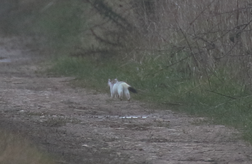 A Stoat in not quite full ermine yesterday at Holkham. 2nd one of the winter, many others about @NorfolkNats