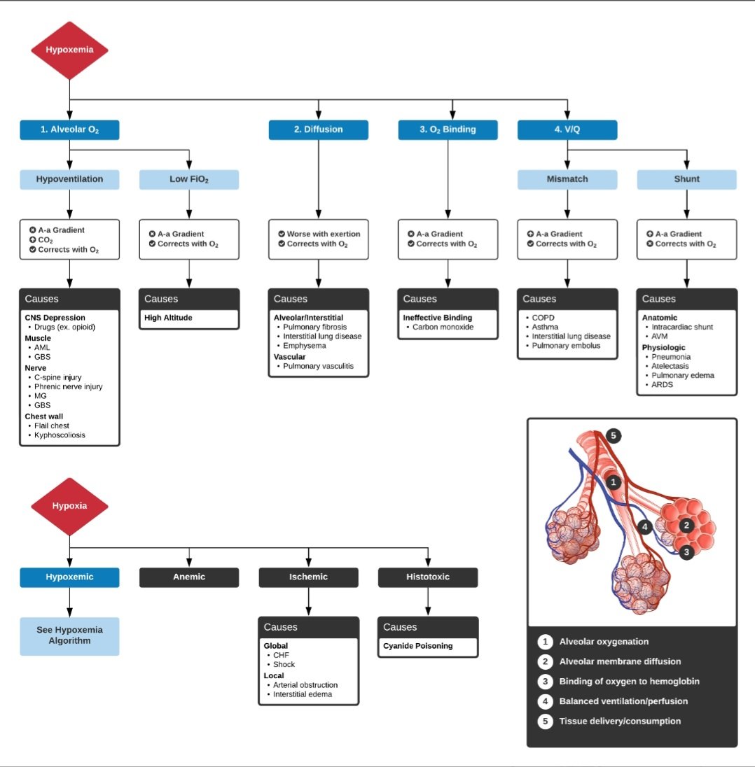 drsthanus's tweet photo. An Algorithm for the Differential Diagnosis of Hypoxemia &amp; Hypoxia.

https://t.co/hjXf8eWPdH https://t.co/XBGhbV3Ntr