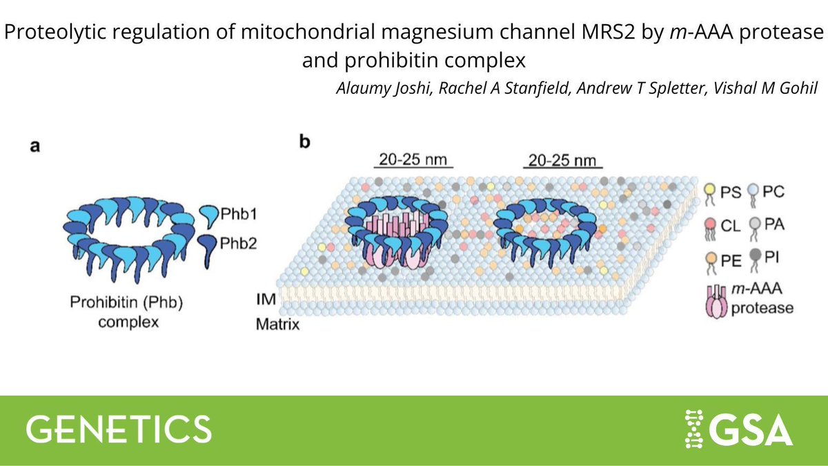 MRS2, a #mitochondrial magnesium channel decreases in models of Barth syndrome—an X-linked genetic disorder. In #GENETICS, <a href="/AlaumyJ/">Alaumy Joshi</a>, <a href="/gohillab/">Gohillab</a> identify the function of #yeast protease in regulating MRS2 levels, opening new pathways to study Barth syndrome. bit.ly/3DKDM1n