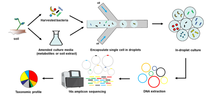 ASM (@asmicrobiology) on Twitter photo Although soil microorganisms hold a significant value in bioproduction and bioremediation, only a small fraction—less than 1%—can be cultured under specific media and cultivation conditions. This paper in <a href="/AppEnvMicro/">AppEnvMicro journal</a> presents a new cultivation technique: asm.social/2iI Although soil microorganisms hold a significant value in bioproduction and bioremediation, only a small fraction—less than 1%—can be cultured under specific media and cultivation conditions. This paper in <a href="/AppEnvMicro/">AppEnvMicro journal</a> presents a new cultivation technique: asm.social/2iI