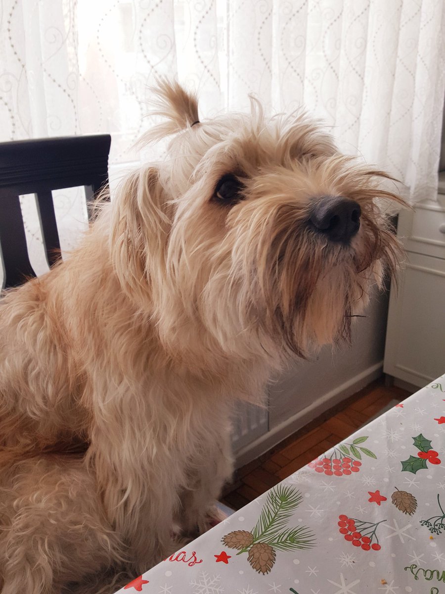 barınaktan ürkek bir çalı süpürgesi olarak geldikten sonra yandaki şımarık hâline getirdik getirmesine ama... hâlâ biri sevmek için geldiğinde kuyruğunu kıstırıp kafasını eğmesi kalbimden çıt sesi getiriyor. sondaki cümleyi 2017'den beri tekrarlayanlardanım ben.