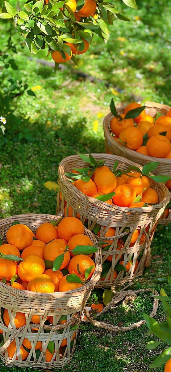 greenvibe's tweet image. 