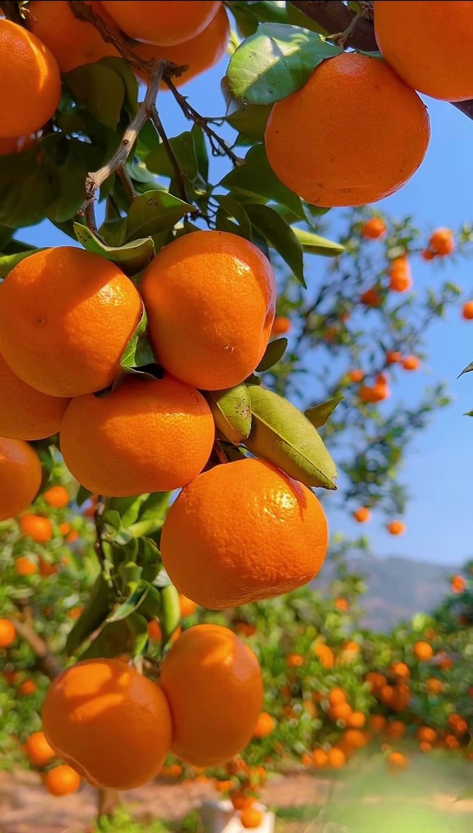 greenvibe's tweet image. 