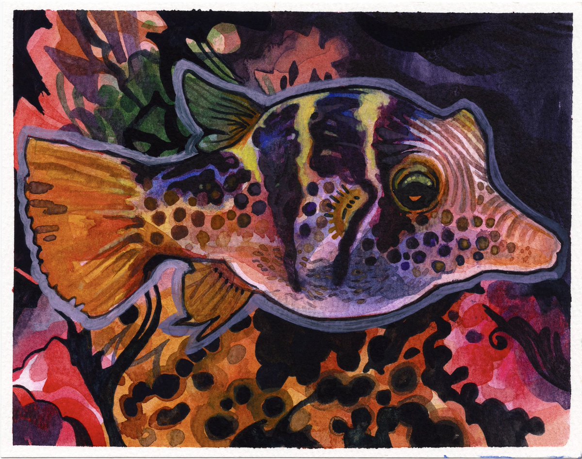 Trzustco's tweet photo. Back to fish.. Canthigaster valentini day 22 n.n https://t.co/jQzemObWoR