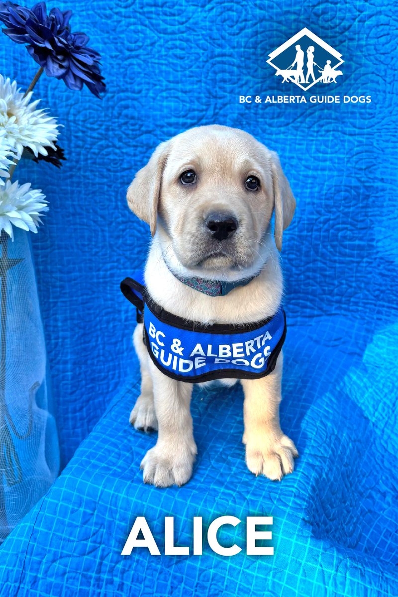 bcguidedogs's tweet photo. Meet the Jet &amp; Felix Litter! 🐶

9 puppies born on Dec 16, 2024, have started their journey! Now with their Puppy Raisers, they’re learning the ropes and growing every day. 💙

#PuppyPower #ChangingLives #ServiceDogInTraining #GuideDogInTraining https://t.co/W0PBc2C0Hy
