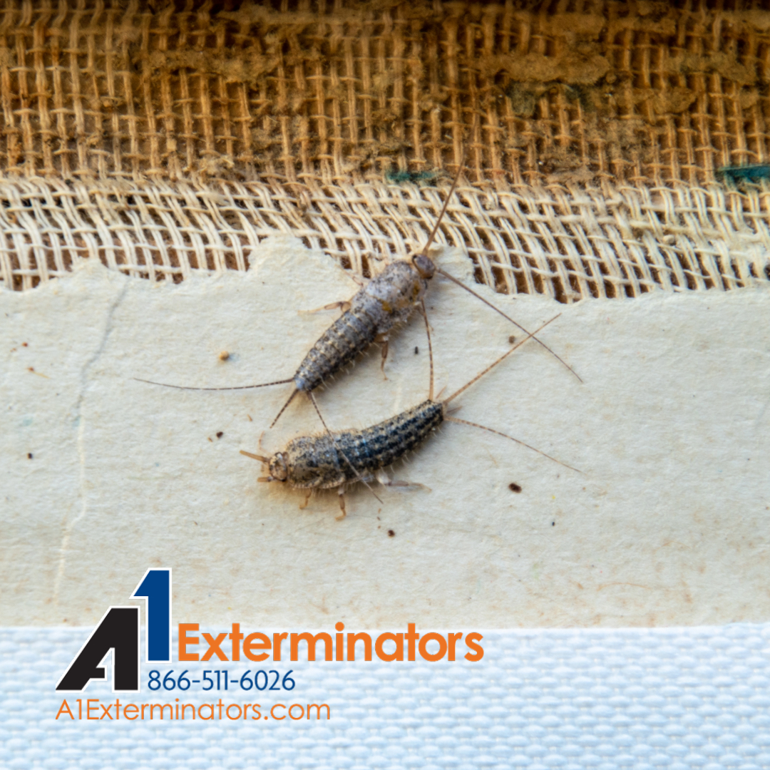 A1Exterminators's tweet image. 🦗 Silverfish are invading more than just basements this winter! Look out for them in bathrooms, kitchens, attics, and even inside books or fabrics. Call us today to keep your home silverfish-free! 🏠❄️ #a1exterminators #pestcontrol #silverfishcontrol a1exterminators.com/silverfish-in-…