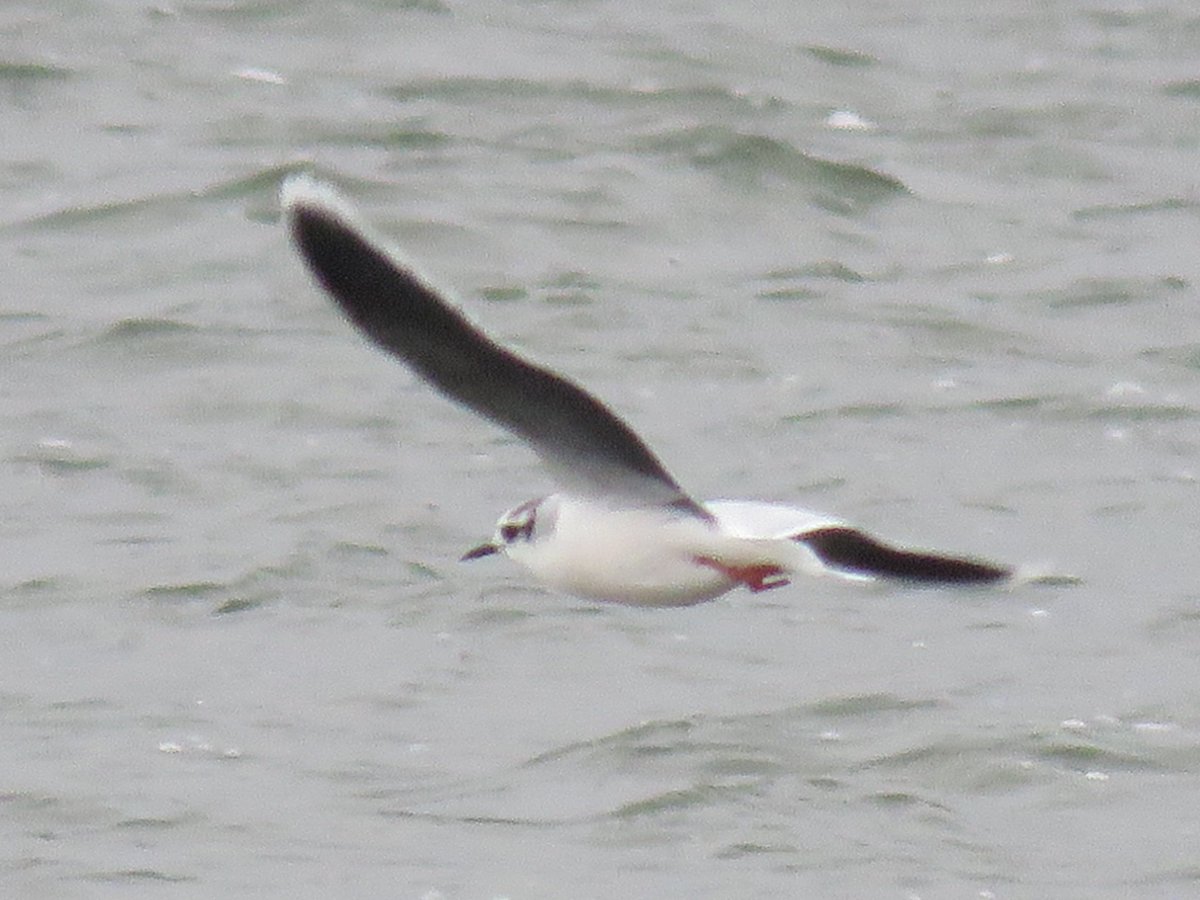 Totally unexpected Little Gull at Hornsea Mere this morning