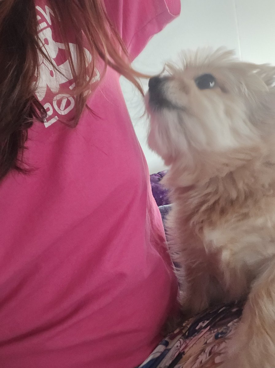 ladylunafox's tweet image. What it&apos;s like to craft with pets 😆
