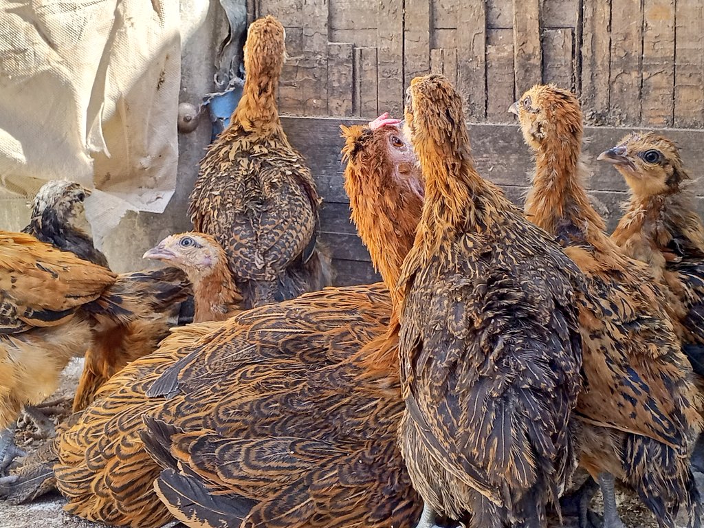 DarKePFarm tweet media