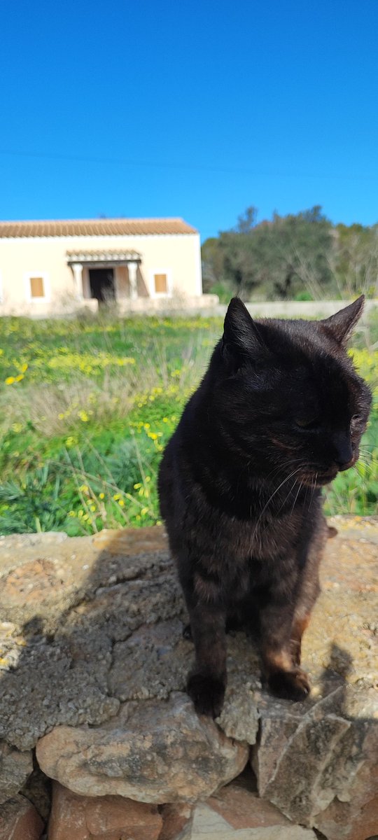 Pre - primavera 🌼 🌱
#Formentera