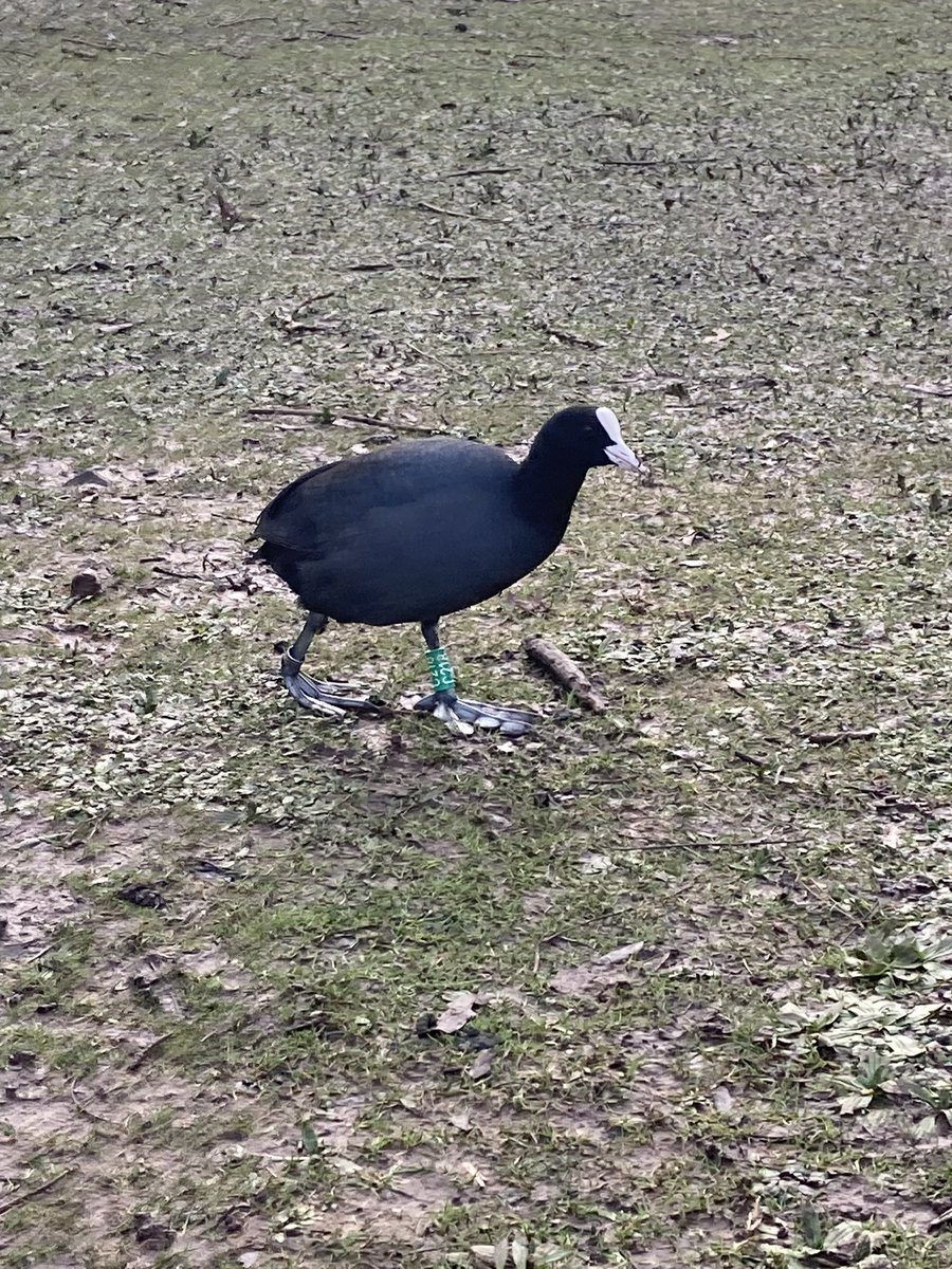 Robin Sandham (@birdsandbike) on Twitter photo A Coot currently at Roath Park, Cardiff was ringed 14.05.24 at Vestfold, Norway 1194km away. Also reported in Jan. <a href="/WaterbirdCM/">Waterbird Colour-marking Group</a> <a href="/KaneBrides/">Kane Brides</a> <a href="/BTO_Cymru/">BTO Cymru</a> A Coot currently at Roath Park, Cardiff was ringed 14.05.24 at Vestfold, Norway 1194km away. Also reported in Jan. <a href="/WaterbirdCM/">Waterbird Colour-marking Group</a> <a href="/KaneBrides/">Kane Brides</a> <a href="/BTO_Cymru/">BTO Cymru</a>