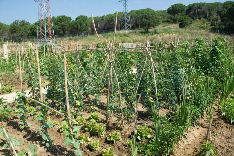🥕 Demà finalitza  el termini per optar als 57 horts municipals ubicats al veïnat de Can Ribalaigua.

📆 Presentació d'instàncies fins al 27/02
💻 tramits.lloret.org
👥 citaprevia.lloret.org

📋 Bases: seu.lloret.cat/documentPublic…
📋 Sol·licitud: seu.lloret.cat/documentPublic…