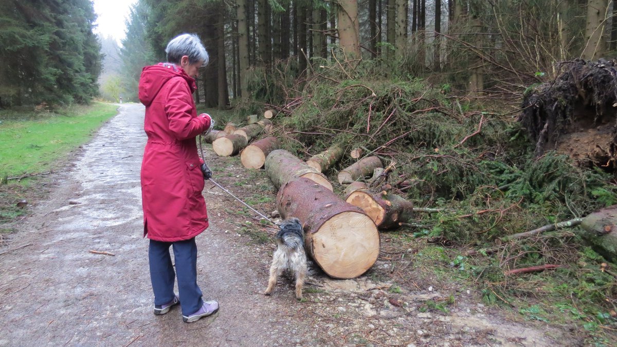 WaltonBob's tweet photo. This morning, on the Stick Man Trail @Dalby_Forest. https://t.co/W5YwP8GzGm