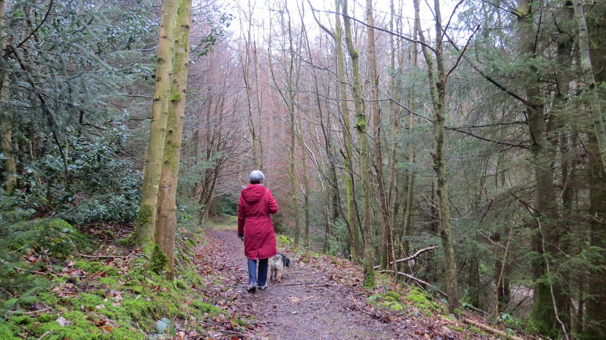 This morning, on the Stick Man Trail @Dalby_Forest.