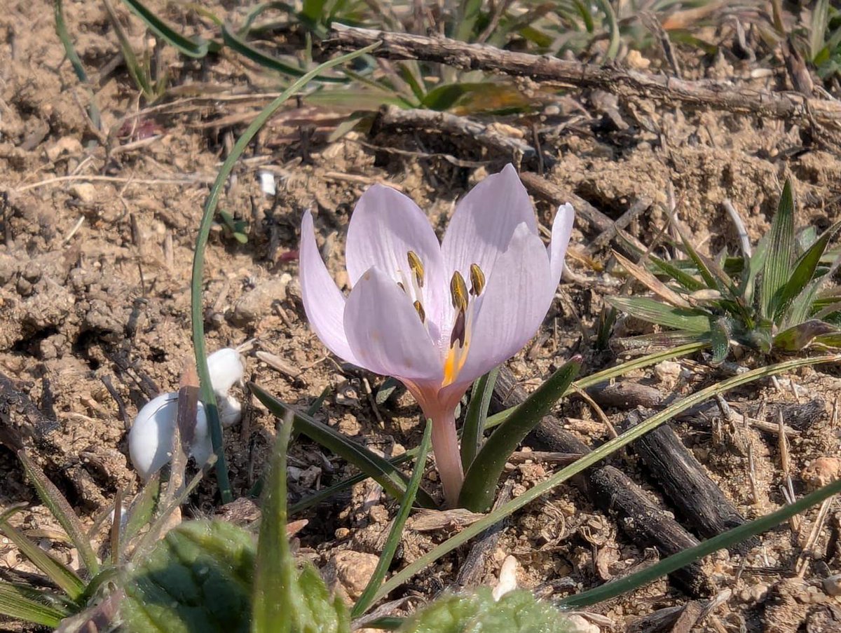 Feel the spring vibes in the Tarutino #steppe!📷
Right now, true treasures are in #bloom – the Red Book-listed crocus reticulatus, adonis vernalis, and colchicum ancyrense 📸Oleksandr Gaidash #flowers #natire