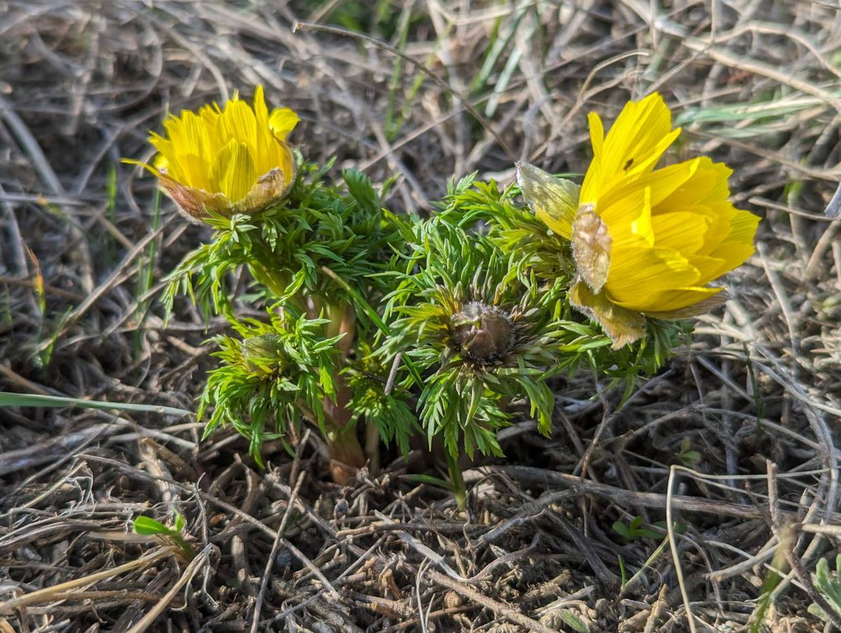 Rewilding Ukraine tweet media