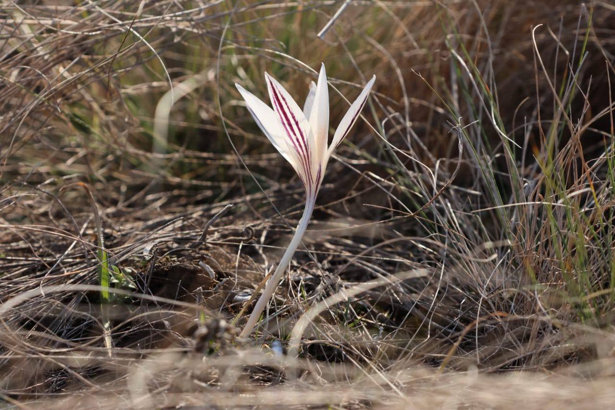 Rewilding Ukraine tweet media