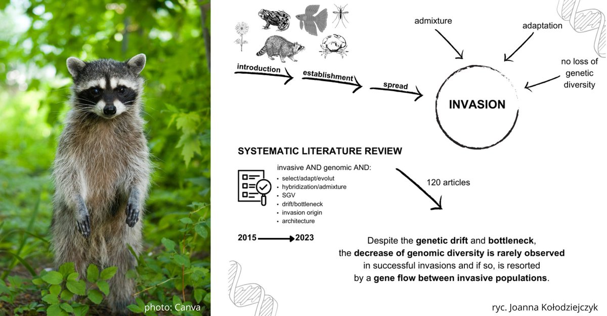 🦝🧬Biological invasions in genome studies - new publication! 
➡️To read more, please click on the article to be linked: onlinelibrary.wiley.com/doi/10.1111/br…