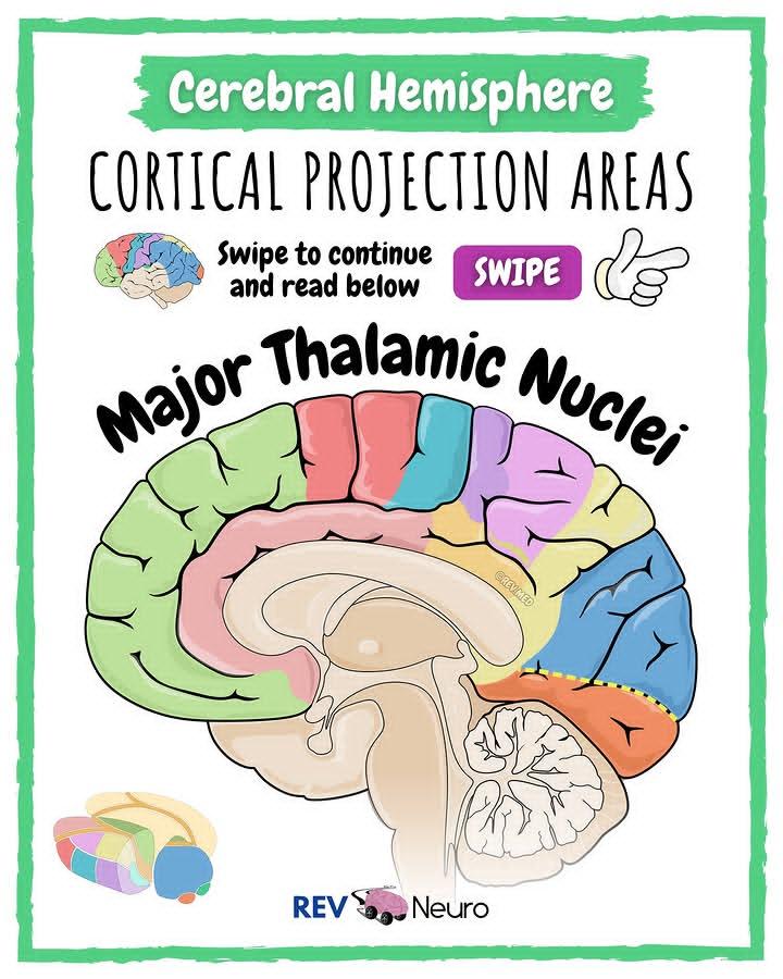 youngmudez29474's tweet image. Color coded Diagram to review the Major Thalamic Nuclei and their organization. Have a look and get nerdy. 🤓

#medthreads