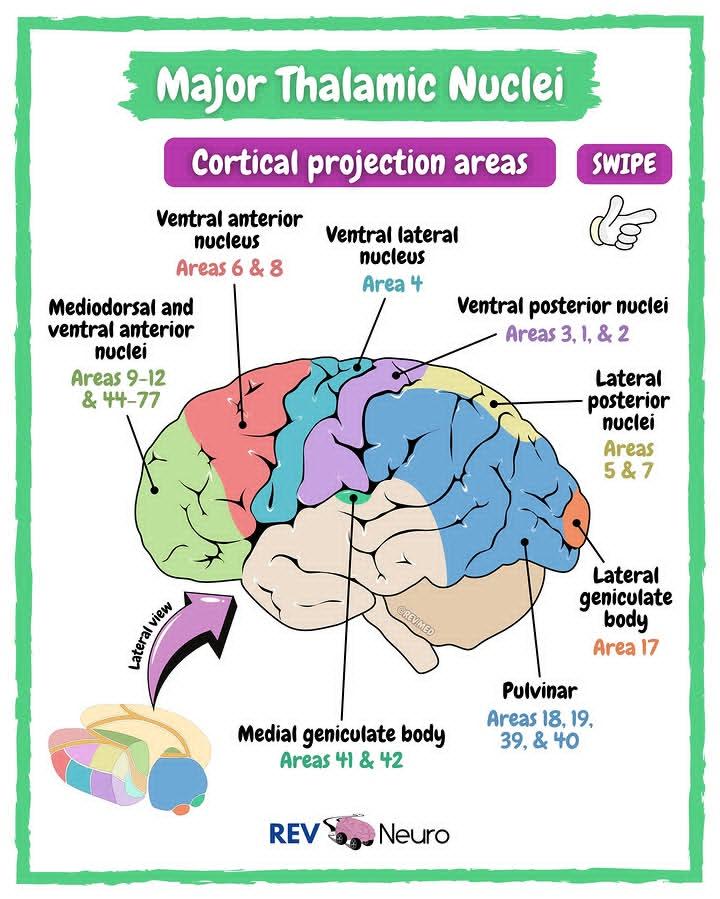 youngmudez29474's tweet image. Color coded Diagram to review the Major Thalamic Nuclei and their organization. Have a look and get nerdy. 🤓

#medthreads
