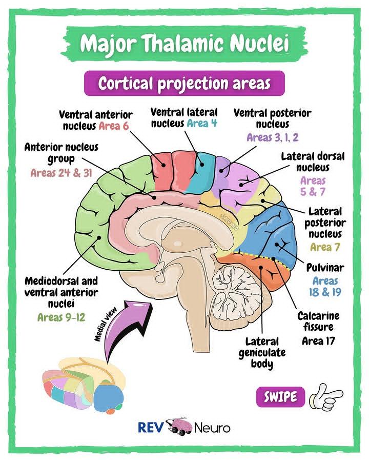 youngmudez29474's tweet image. Color coded Diagram to review the Major Thalamic Nuclei and their organization. Have a look and get nerdy. 🤓

#medthreads