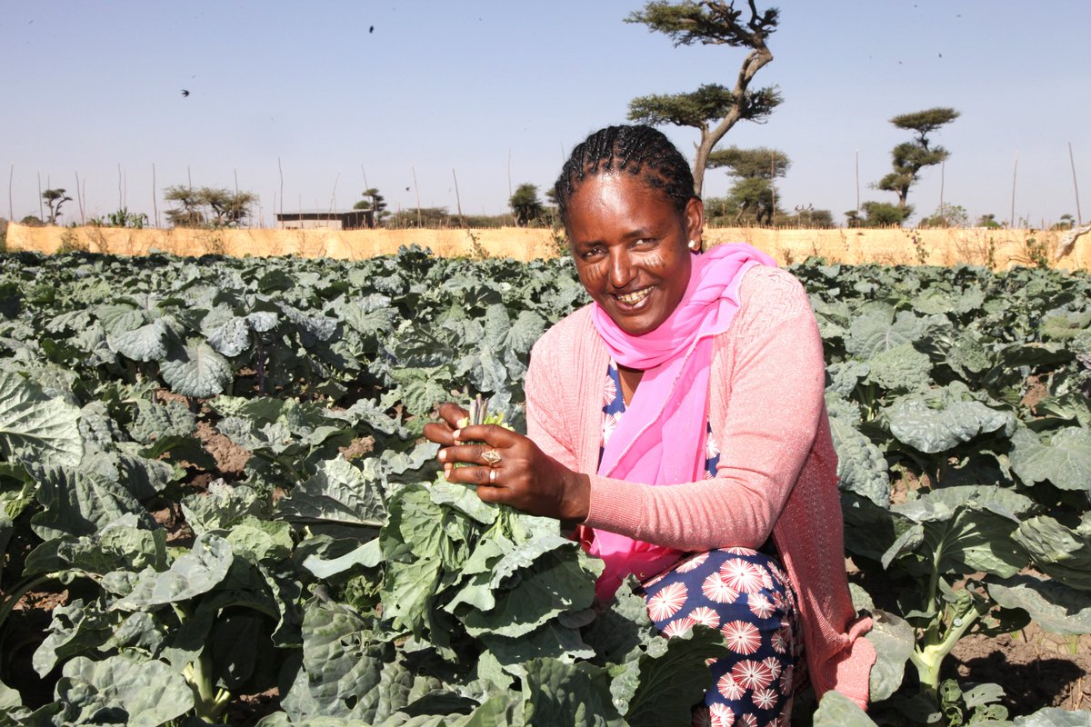 FAO Ethiopia (@faoethiopia) on Twitter photo With the support from the Govt of Japan, <a href="/FAO/">Food and Agriculture Organization</a> & <a href="/MoA_Ethiopia/">Ministry of Agriculture Ethiopia</a> will work to restore the livelihoods of conflict-affected communities in 🇪🇹 through training, establishing seed multiplication groups, enhancing postharvest management & irrigation systems.
👇
rb.gy/rpwko6 With the support from the Govt of Japan, <a href="/FAO/">Food and Agriculture Organization</a> & <a href="/MoA_Ethiopia/">Ministry of Agriculture Ethiopia</a> will work to restore the livelihoods of conflict-affected communities in 🇪🇹 through training, establishing seed multiplication groups, enhancing postharvest management & irrigation systems.
👇
rb.gy/rpwko6