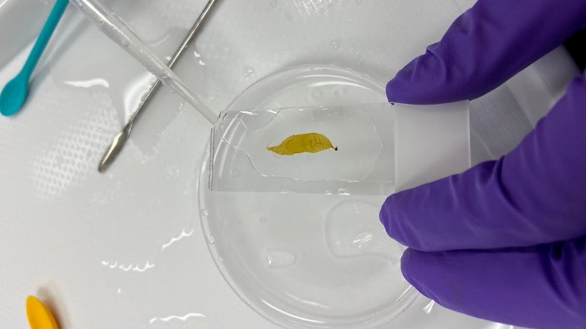Atlantic Coast Fisheries News for the week of February 24: Encouraging anglers to help monitor striped bass fishery, first round of 2025 Boating Facility Grants in PA, and scientists from WHOI identify heat-resistant kelp strain! Read the newsletter here:
conta.cc/41zlMkl