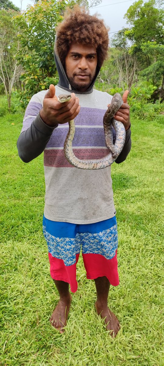 Aurélien Pol Selefen (@aurelien_pol) on Twitter photo Un grand merci à la famille de Kejeny de nous avoir accueillis pour cet instant unique. le dernier bougna au serpent a été dégusté il y a 10 ans. Pour tout savoir sur le lien du serpent avec la tribu de Kejeny, regardez notre reportage samedi soir, au JT de <a href="/ncla1ere/">NC La 1ère</a> #caledonie Un grand merci à la famille de Kejeny de nous avoir accueillis pour cet instant unique. le dernier bougna au serpent a été dégusté il y a 10 ans. Pour tout savoir sur le lien du serpent avec la tribu de Kejeny, regardez notre reportage samedi soir, au JT de <a href="/ncla1ere/">NC La 1ère</a> #caledonie