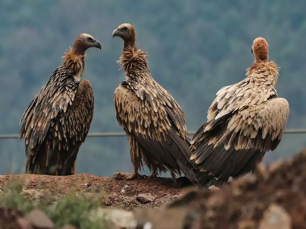 Vultures, facing extinction, provide $1.8 BILLION in ecosystem services annually across #southernAfrica, a new study reveals. These critical scavengers curb disease spread &amp; sustain ecosystems. Yet, poisoning &amp; habitat loss threaten their survival.  #Conservation #VulturesMatter