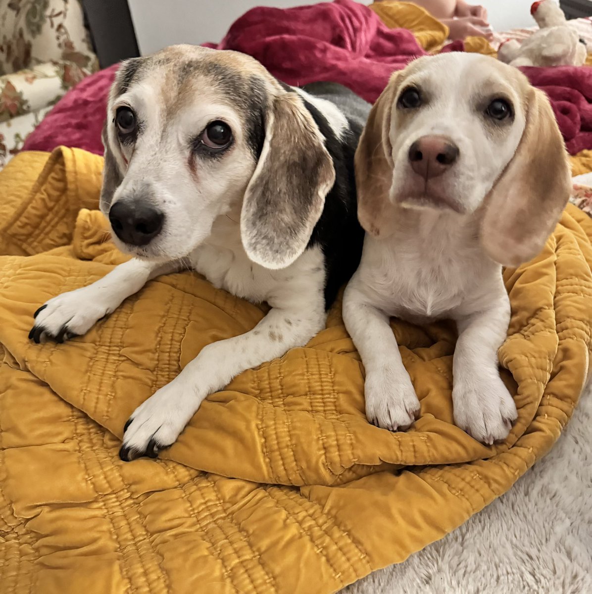 2Beagles1Mutt's tweet photo. Double trouble! ❤️ https://t.co/DSW5KZOzEt