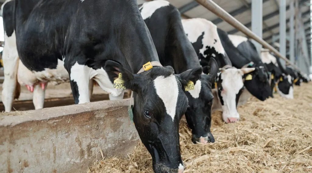 AponiaAnalytics's tweet photo. 🟧Elanco, Medgene to Commercialize HPAI Vaccine in Dairy Cattle
https://t.co/NUU1KSXWyn
#H5N1 #birdfu #hpai #vaccine #cattle https://t.co/yW3gAMgId9
